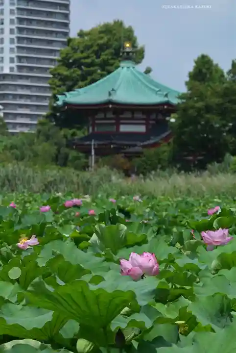 寛永寺不忍池弁天堂(東京都)