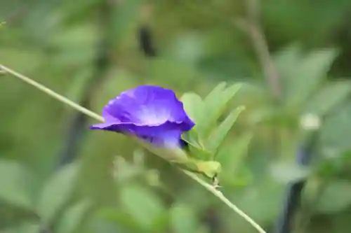 豊景神社の庭園