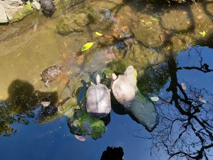 成田山川越別院の動物