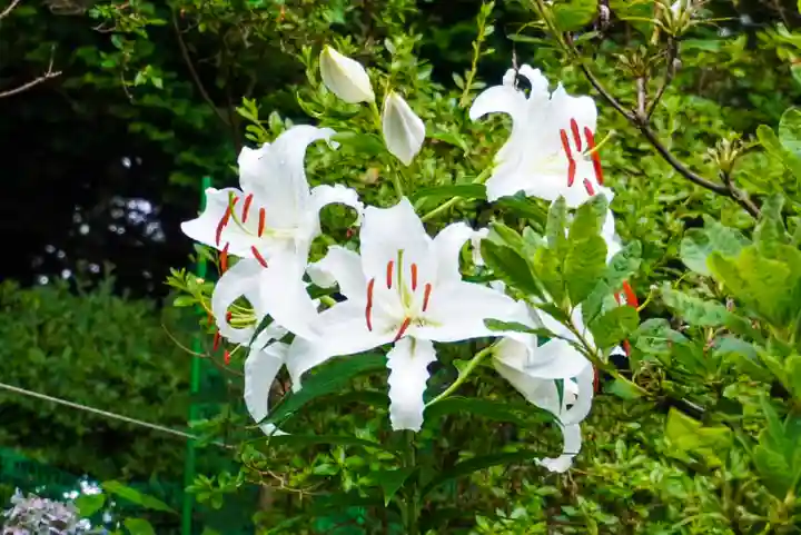 尻岸内八幡神社の自然