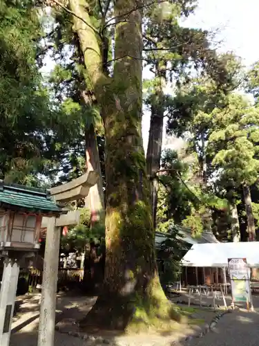 白山比咩神社の自然