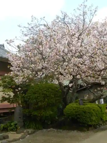 極楽寺（霊鷲山感應院極楽律寺）の自然
