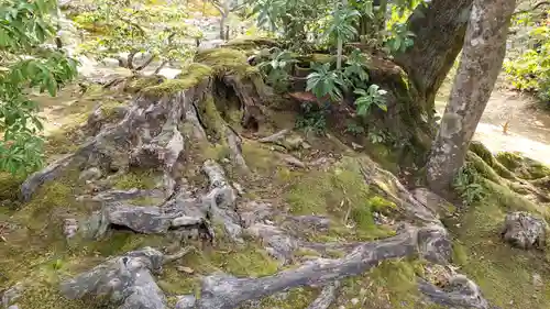 鹿苑寺（金閣寺）の庭園