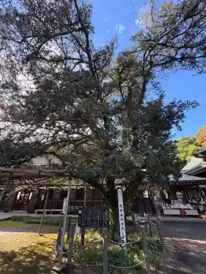 茂林寺(群馬県)