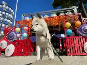 別小江神社の動物(2021年10月14日(木) 10時24分14秒投稿)