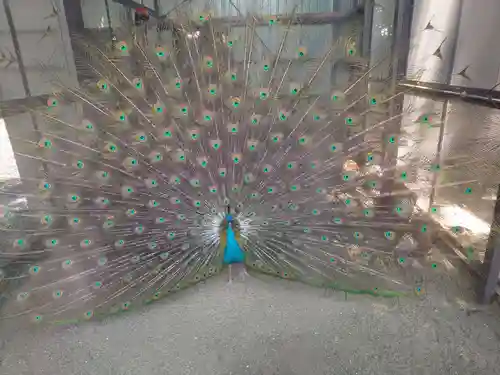 岩槻久伊豆神社(埼玉県)