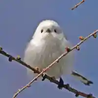 帯廣神社の動物