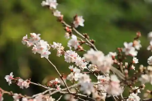 鹿島大神宮の庭園