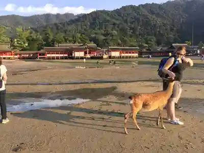 厳島神社(広島県)