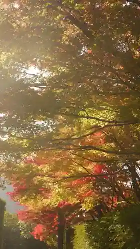 光悦寺の庭園