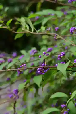華蔵寺(島根県)