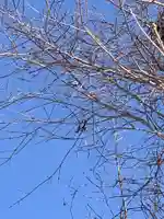 留辺蘂神社の動物