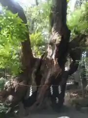 來宮神社(静岡県)