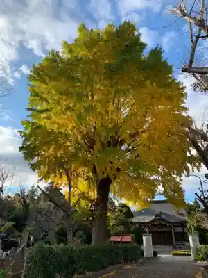 妙胤寺(千葉県)