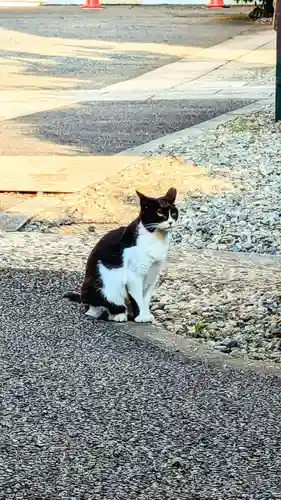 白金氷川神社の動物