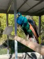 進雄神社(群馬県)