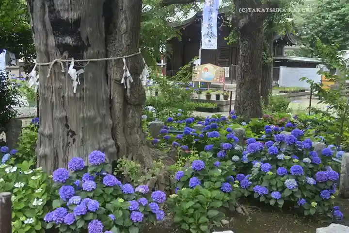 磐井神社の自然