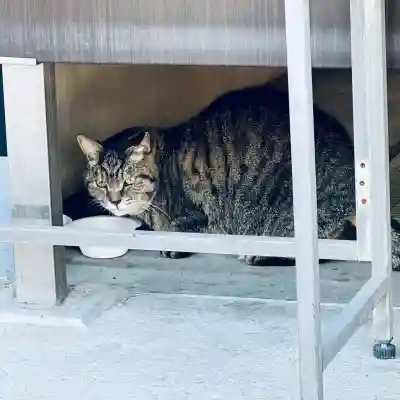 所澤神明社(埼玉県)