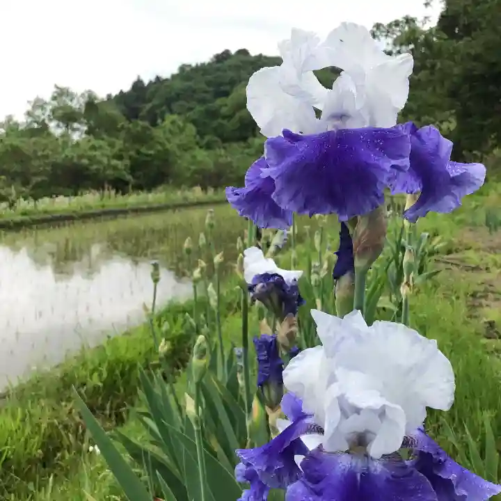 高司神社〜むすびの神の鎮まる社〜の自然