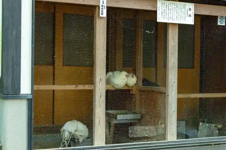 彌彦神社の動物