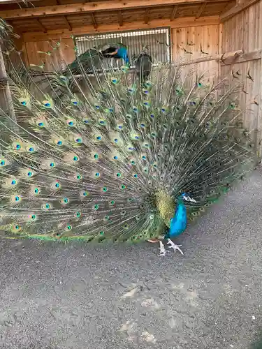 岩槻久伊豆神社(埼玉県)