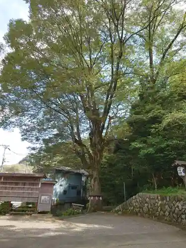 中野神社の自然
