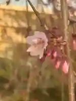 観音神社の{uncategorized: "未分類", other: "その他", undefined: "問題あり", building: "その他建物", grave: "お墓", sacred_gate: "鳥居", guardian: "狛犬", statue: "像", buddha: "仏像", history: "歴史", nature: "自然", garden: "庭園", animal: "動物", pagoda: "塔", temizu: "手水舎", mountain_gate: "山門・神門", sanctuary: "本殿・本堂", subordinate: "末社・摂社", art: "芸術", scenery: "景色", jizo: "地蔵", ema: "絵馬", goshuin: "御朱印", omikuji: "おみくじ", items: "授与品その他", amulet: "お守り", goshuincho: "御朱印帳", eats: "食事", festival: "お祭り", votive_dance: "神楽", shichigosan: "七五三参", wedding: "結婚式", experience: "体験その他", initially: "初詣", around: "周辺", anti_infection: "感染症対策"}