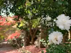 胡宮神社（敏満寺史跡）の自然