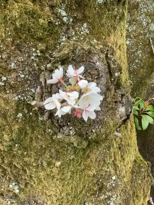 堤治神社の自然