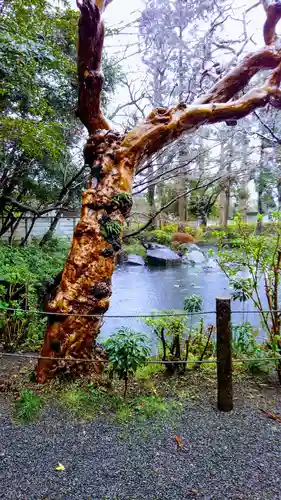 貫井神社の庭園