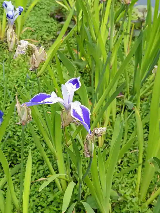 平安神宮(京都府)