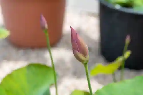 大久寺(神奈川県)