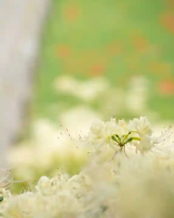 横浜 西方寺の自然