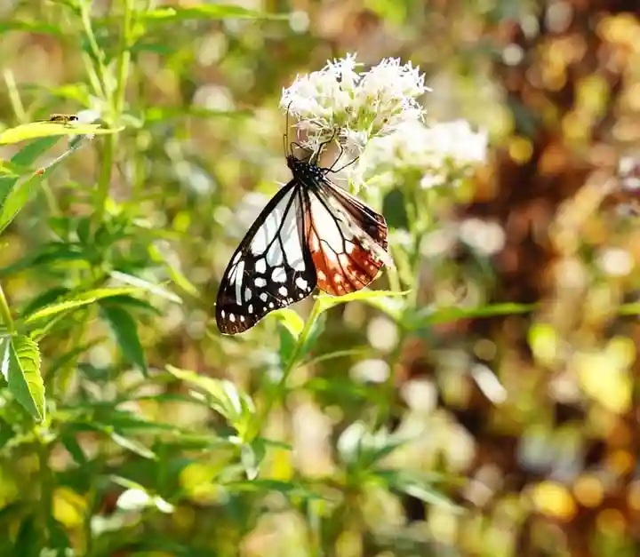 零羊崎神社の自然