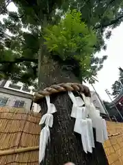 浅草神社(東京都)