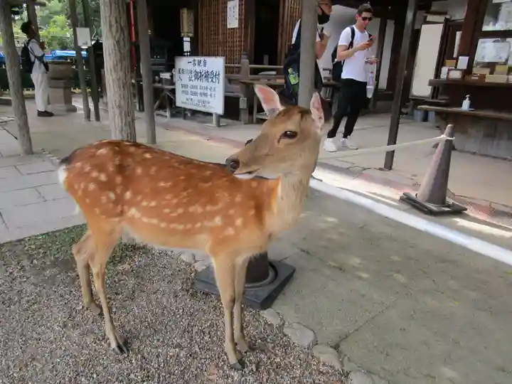興福寺(奈良県)
