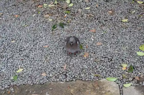 山王神社の動物