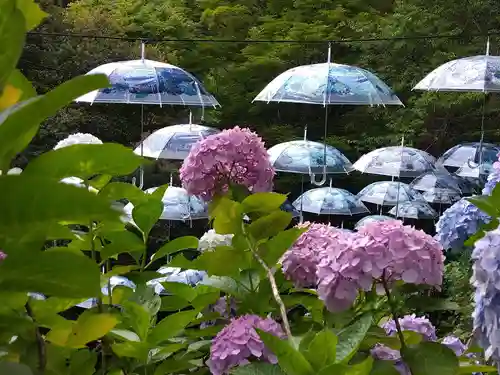 柳谷観音　楊谷寺(京都府)