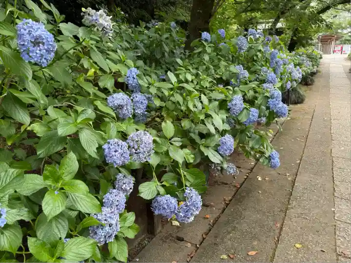 本土寺(千葉県)