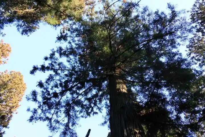 鹿島大神宮の自然