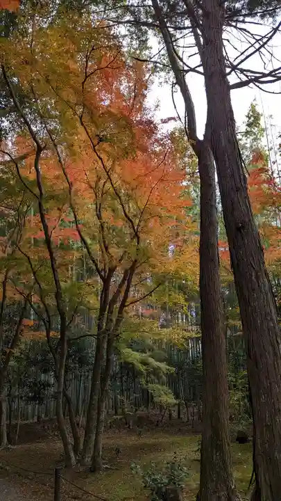 地蔵院(京都府)