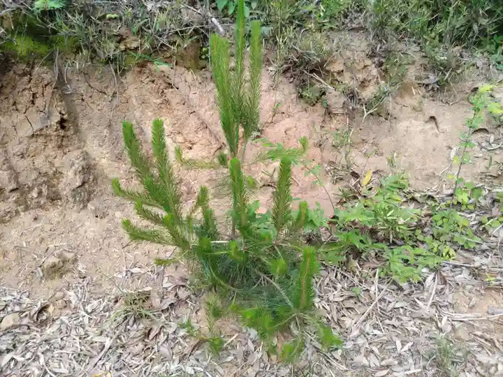 賀茂別雷神社(栃木県)