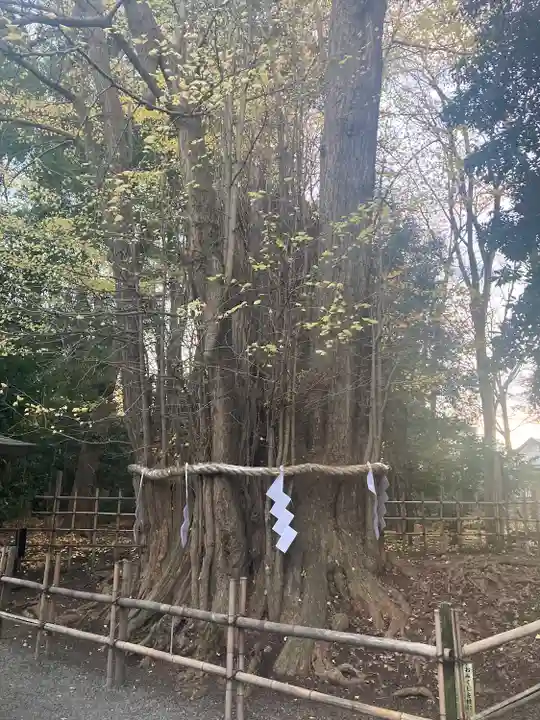 大國魂神社の自然
