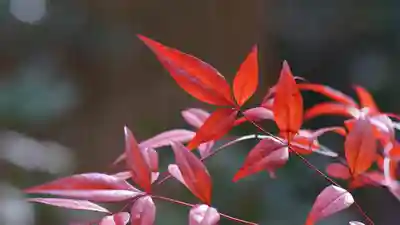 山科聖天 雙林院(双林院) (京都府)