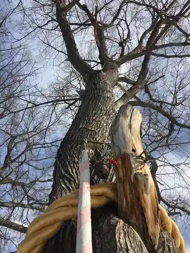 中の島神社の自然