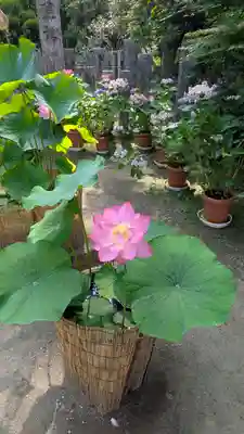 岡寺(龍蓋寺)(奈良県)