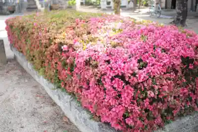 春日神社の自然