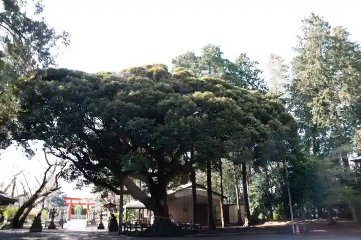 諏訪神社の自然