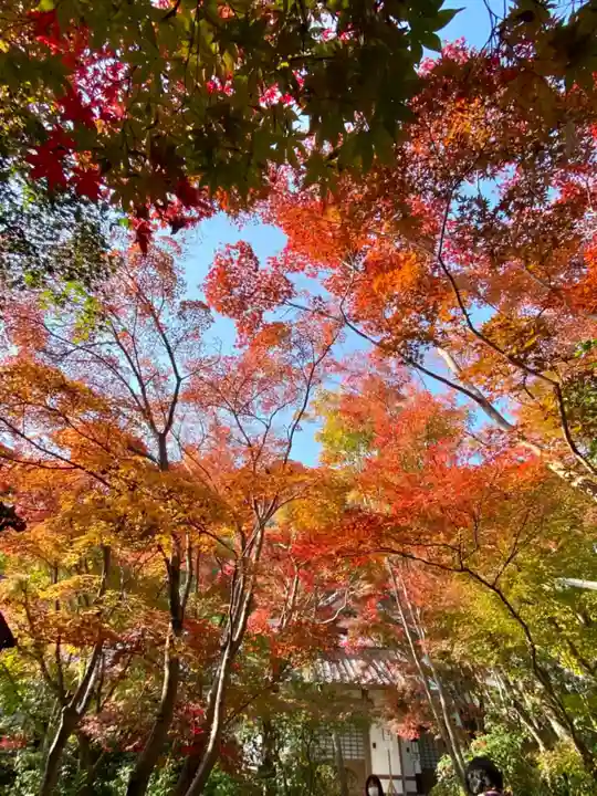 善法律寺(京都府)