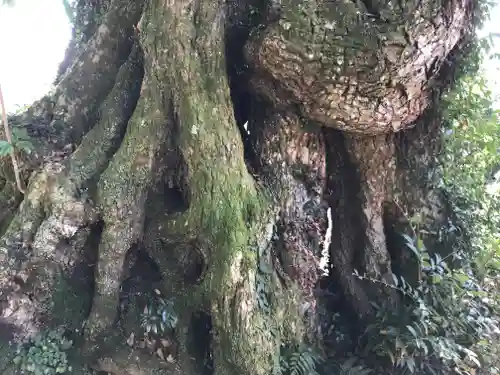 日枝神社の自然